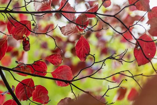 紅葉したハナミズキの葉 花水木,10月,11月の写真素材