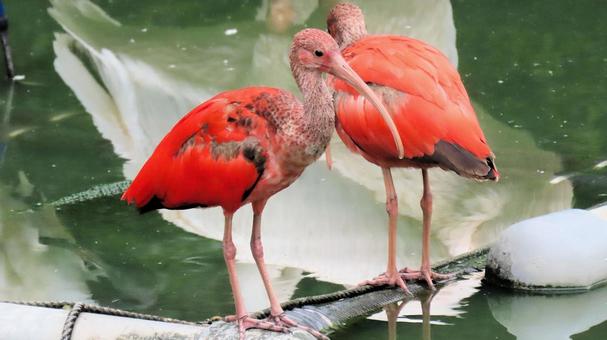 日本平動物園のショウジョウトキ 日本平動物園のショウジョウトキの写真