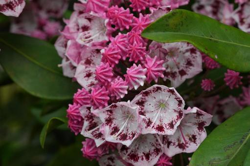 カルミア(アメリカシャクナゲ) カルミア(アメリカシャクナゲ) カルミア,アメリカシャクナゲ,春の花の写真素材