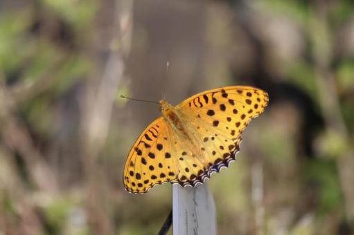棒にとまるツマグロヒョウモン蝶のアップ 棒,とまる,ツマグロヒョウモン蝶の写真素材