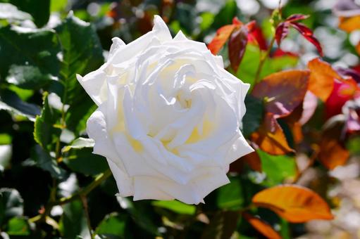 薔薇 ヨハネパウロ2世 薔薇 ヨハネパウロ2世 薔薇,ヨハネパウロ2世,白の写真素材