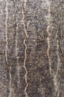 Photo, tree skin, wallpaper, texture, 