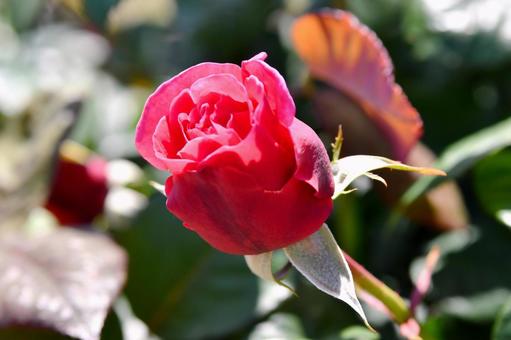 薔薇　アライブ 薔薇,アライブ,ピンクの写真素材