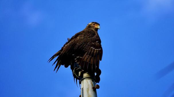 沖縄県西表島のカンムリワシ カンムリワシ,鷲,鳥の写真素材