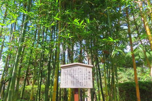 【山口県】松陰神社 孝行竹 【山口県】松陰神社 孝行竹の写真