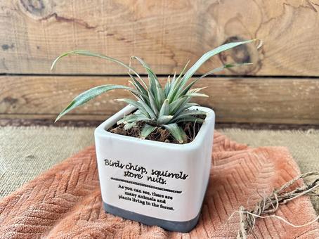 パイナップル パイナップル,栽培,食用の写真素材