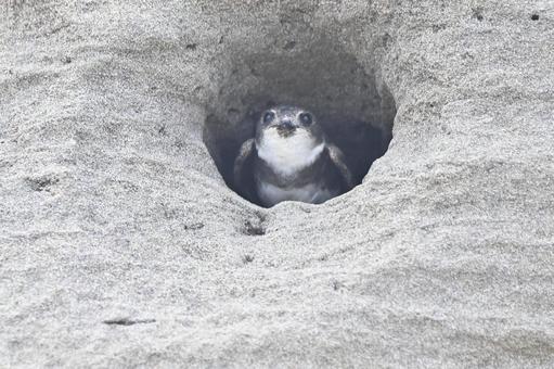 ショウドウツバメ ショウドウツバメの写真