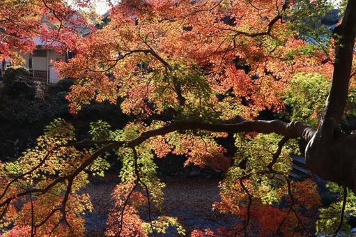 紅葉 紅葉,モミジ,秋の写真素材
