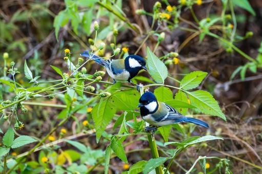 シジュウカラ(102)の写真