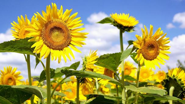 Sunflower - 147, JPG Sunflower - 147, JPG