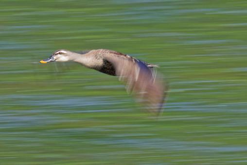 Early summer, a spot-billed duck flies over the surface of a river, JPG Early summer, a spot-billed duck flies over the surface of a river, JPG