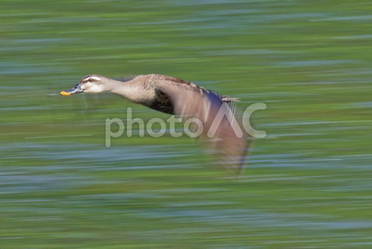 初夏、川の水面を飛ぶカルガモ カルガモ,軽鴨,夏留鴨の写真素材