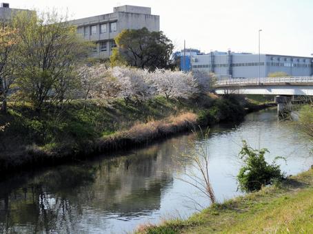 高浜市 稗田川 高浜市 稗田川 稗田川,桜,春の写真素材
