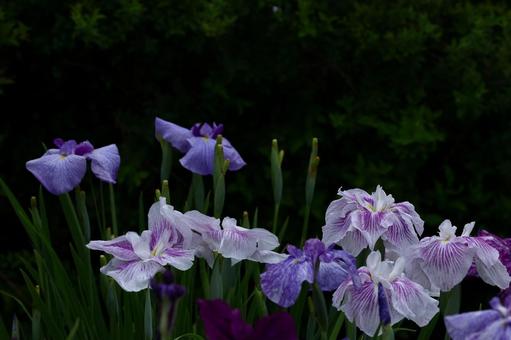 Blooming with dignity and elegance, JPG Blooming with dignity and elegance, JPG