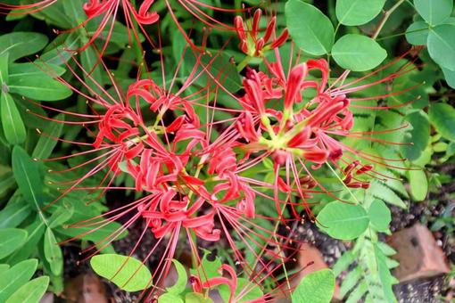 ハガバナ ハガバナの写真