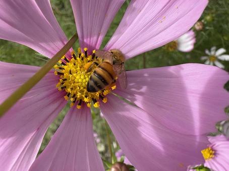 コスモスとミツバチ 10 蜜蜂,みつばち,成虫の写真素材