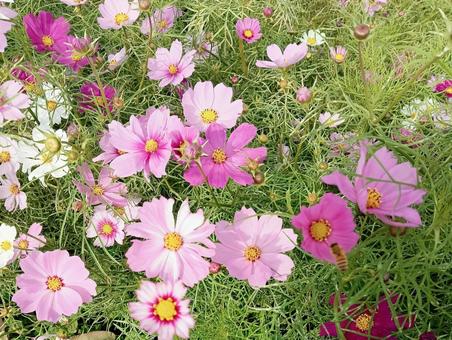 コスモスいっぱい コスモスいっぱい コスモス,秋桜,ピンクの写真素材