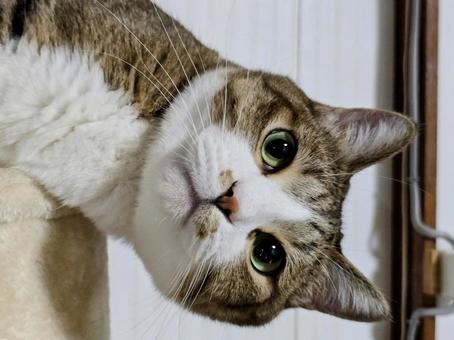Peeking Cat, JPG