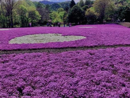 芝桜,ハナツメクサ, 芝桜,ハナツメクサ,の写真