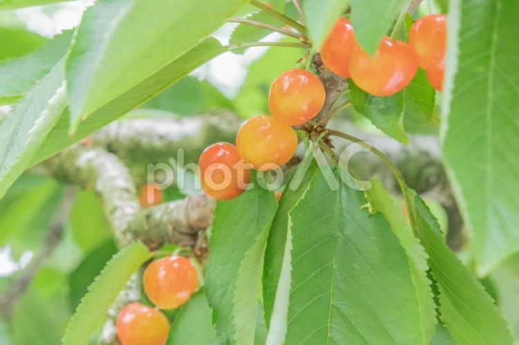 たわわに実ったさくらんぼ さくらんぼ,さくらんぼ狩り,６月の写真素材