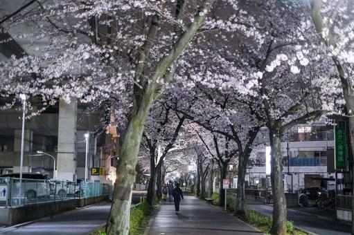 武蔵浦和の遊歩道の夜桜 武蔵浦和,桜,花見の写真素材