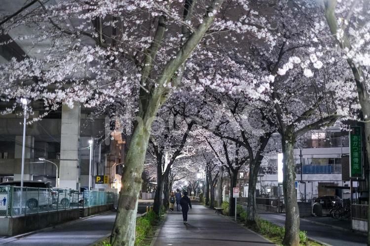 武蔵浦和の遊歩道の夜桜 武蔵浦和,桜,花見の写真素材
