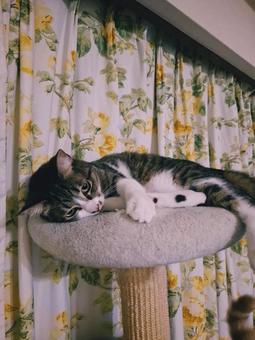 猫 ゆったり 猫 ゆったりの写真