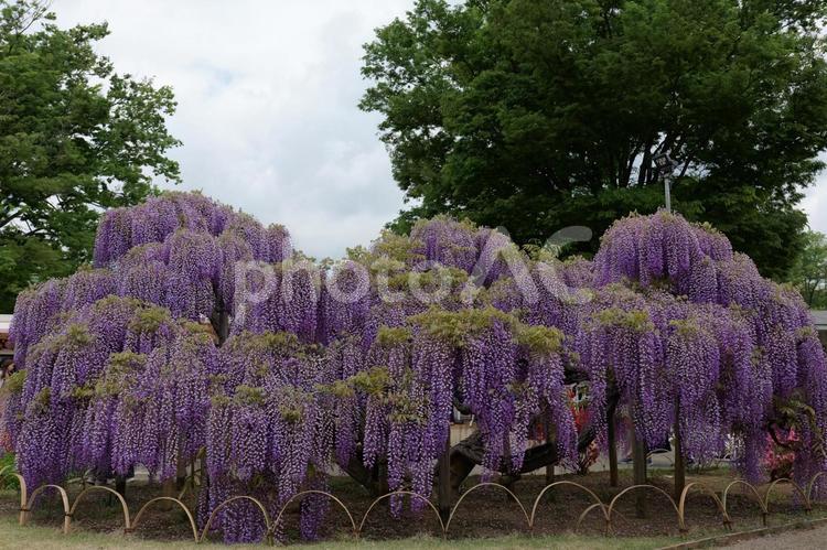 あしかがフラワーパークの藤の花 藤,あしかがフラワーパーク,春の写真素材