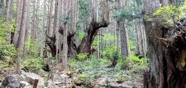 岐阜県関市の株杉の森 岐阜県関市の株杉の森の写真