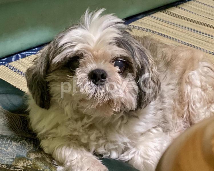 ふわふわ毛のシーズーわんころさん 犬,シーズー,見つめるの写真素材