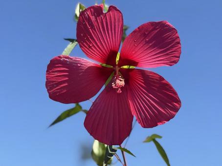 アメリカ芙蓉 花,かわいい,綺麗の写真素材