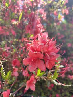Azalea, JPG