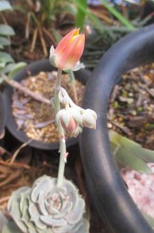 エケベリアの花 エケベリア,花,多肉植物の写真素材
