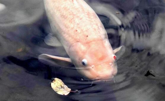 湖の色づき始めた初秋　鯉 鯉,湖面,初秋の写真素材