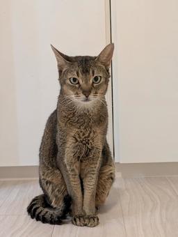 アビシニアンのエジプト座り アビシニアン,エジプト座り,茶猫の写真素材