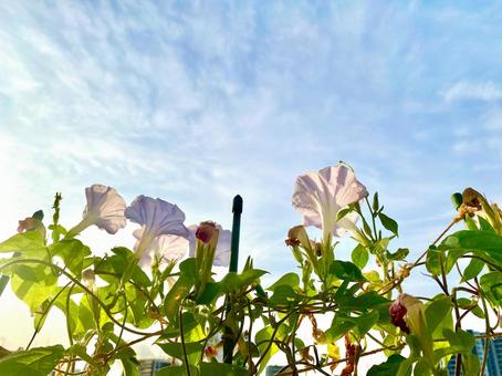 朝日を浴びる朝顔 朝日を浴びる朝顔 太陽の光,夏,花の写真素材