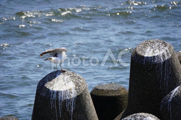 羽根をたたむ 海鳥,トリ,鳥の写真素材