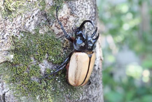 ゴホンヅノカブト ゴホンヅノカブトの写真