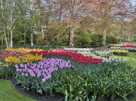 キューケンホフ公園 キューケンホフ公園 キューケンホフ,チューリップ,アムステルダムの写真素材