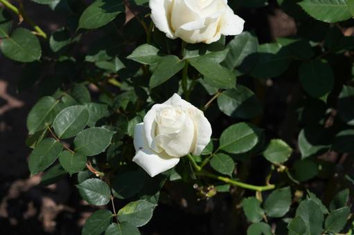 バラ（白：ホワイトクリスマス）の写真