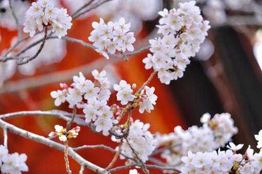 桜 桜の写真