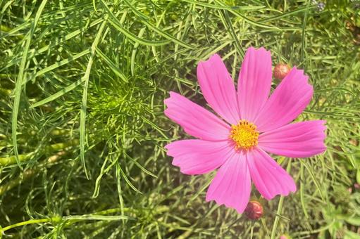 コスモス コスモス コスモス,秋桜,つぼみの写真素材