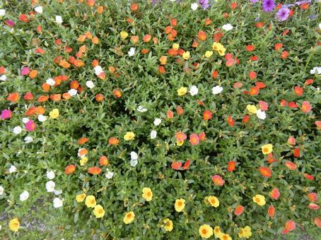 ポーチュラカの花 ポーチュラカの花の写真