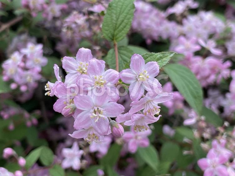 可憐に咲くウズキの花 うずき,ウズキ,ピンクの写真素材