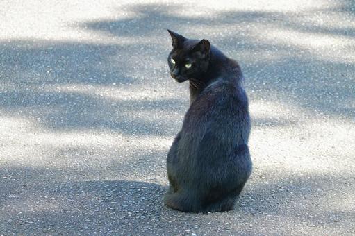 振り向く黒猫 振り向く黒猫の写真