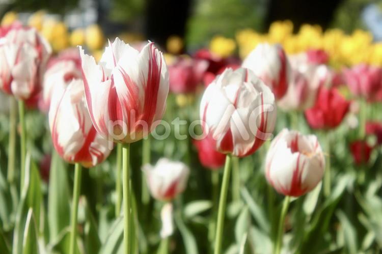 チューリップ畑 春,花,チューリップの写真素材