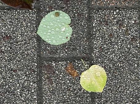 Drops on fallen leaves, JPG Drops on fallen leaves, JPG