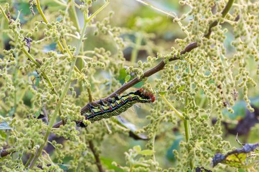 鮮やかな模様の毛虫と植物 毛虫,昆虫,自然の写真素材