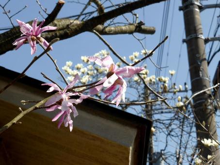 3月、住宅の庭に咲くシデコブシの花 3月、住宅の庭に咲くシデコブシの花 シデコブシ,コブシ,花の写真素材