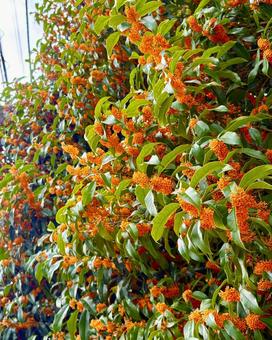 金木犀 9 金木犀 9 金木犀,キンモクセイ,秋の写真素材